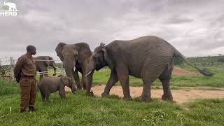 Tears of Happiness as Lundi Accepts Baby Elephant Orphan Phabeni [upl. by Jaqitsch]