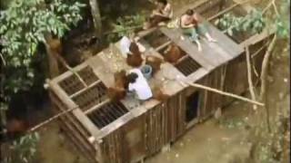 Orangutan  Orphans of the Forest Bukit Lawang Indonesia 1976 Part 3 of 4 [upl. by Ahsaele762]