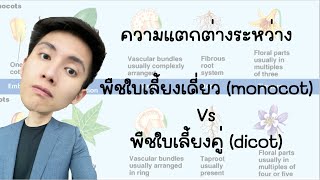 monocot dicot ใบเลี้ยงเดี่ยวและใบเลี้ยงคู่ [upl. by Jo-Ann990]