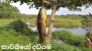 Sri Lanka Fishing  Fish Catching  climbing perch Fish Catching [upl. by Consolata]