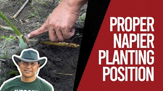 PROPER NAPIER PLANTING POSITION [upl. by Endo]