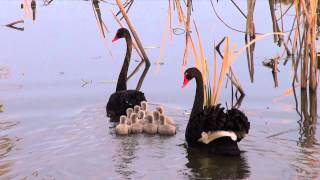 Black Swans with 10 cygnets Cygnus atratus  BirdSpyAus [upl. by Supat]