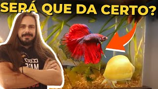 🔴AQUÁRIO DE BETTA COM AMPULÁRIA DO INSCRITO ASSIS Mr Betta [upl. by Assinna]