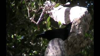 Paradise Riflebird  Bird watching in Australia with EjBirdwatching [upl. by Bunch]