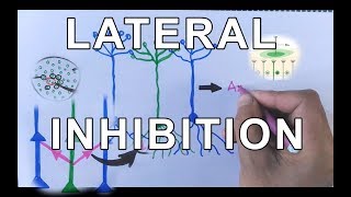 Concept of Lateral Inhibition  Neural Coding [upl. by Wie242]