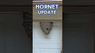 Heres What Happened hornets hornetnest fixandflip [upl. by Cartan]