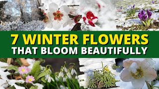 Top 7 Winter Flowers That Bloom Beautifully — Even in Cold Weather 🥶❄️⛄️ [upl. by Breban154]