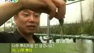 tillandsiawmv  Air plants 공중식물 틸란시아 [upl. by Ethan516]