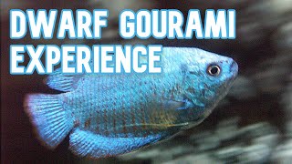 Honey Gourami vs Dwarf Gourami Which One is Right For You [upl. by Anaytat819]