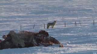 Hunting Winter Coyote [upl. by Redienhcs545]