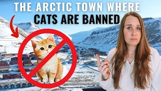 Cats are BANNED on this arctic island  Svalbard Longyearbyen [upl. by Earaj]