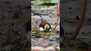 Pheasant Tailed Jacana Giving it in Eggs bdwildbird [upl. by Anilosi]