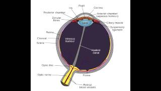 Human Eye and Retina  Anatomy [upl. by Dranyl478]