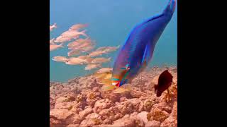 Coral City Camera  CamDam vs Queen Parrotfish  73021 [upl. by Deehsar440]