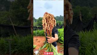 Ginger grown in sandy soil comes out easily fresh  1000kg2000 。 沙土壤種植的生薑，一拔就出來了，鮮嫩好吃，畝產萬元 [upl. by Harwill713]