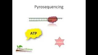 Pyrosequencing [upl. by Anett982]