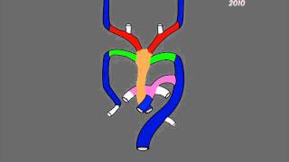 Aortic arches development [upl. by Nyar]