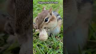 FEEDING CHIPMUNKS PEANUTS 🥜🐿😋 shorts [upl. by Gert63]