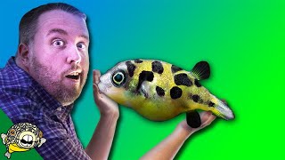 How to care for FRESHWATER PUFFER FISH  Dwarf Puffer Pea Puffer Puffer Fish Mbu Puffer [upl. by Adine299]