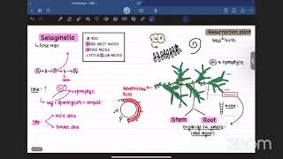 LEC ON SELAGINELLA BY AVISHEK LAUDARI [upl. by Nalliuq]