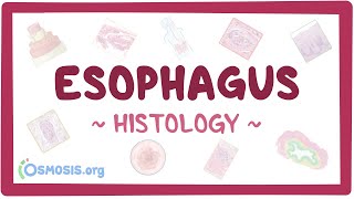 Esophagus Histology [upl. by Akehsat]