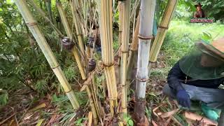 ไผ่ยักษ์ราชธานี…Dendrocalamus giganteus bicolor…ได้ฝนชุ่มฉ่ำ หน่อใหญลำใหญ่ [upl. by Dnalyar]