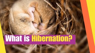 What is Hibernation Learn how certain animals adapt to winter conditions  Science lesson [upl. by Vern]