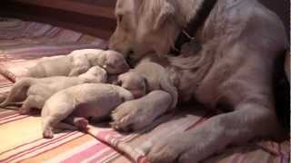 Newborn English Golden Retriever Puppies 1 Day Old [upl. by Cary917]