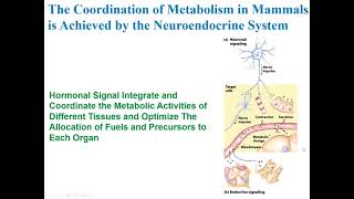 Chapter 23 Part1 Video  Hormonal Integration  Lehninger  Pathak [upl. by Silverstein]