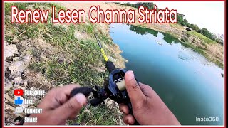 Renew Lesen Channa Striata  Haruan Kenal Bare fishing caster angler daiwa kastking haruan [upl. by Atniuqal24]