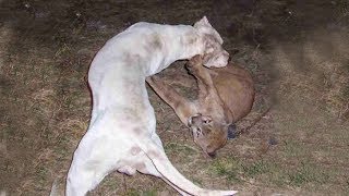 Dogo Argentino Vs Mountain Lion  Cougar Puma Vs Dogo Argentino in a real fight  PITDOG [upl. by Mechelle]