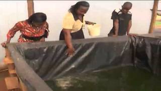 Kenyas highlands farmers embracing fish farming as an alternative source of income [upl. by Rehpetsirhc330]