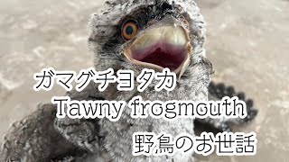 Tawny frogmouth  野鳥のお世話 フログマウス ガマグチヨタカ [upl. by Adnilg629]