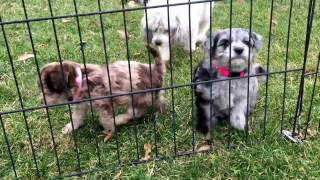 Daisys schnoodle puppies 6 weeks old today 22117 [upl. by Aynor]