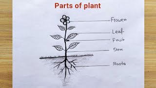 Parts of plant drawing easy  How to draw different parts of plant  Plant parts drawing easy ideas [upl. by Adnahsar748]