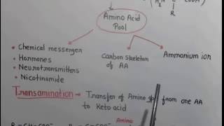 Metabolism of protein 1 [upl. by Attelrak]