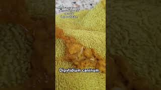 Dipylidium caninum o Tenia de perro 🐕 Parasitos Parasitologia microbiología [upl. by Ajet]