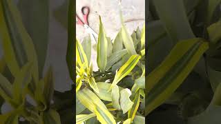 How to get your flowers clean  Care for plants reels garden plants flowers indoor tips care [upl. by Jerrol]