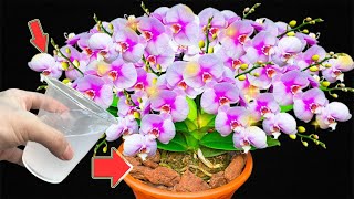 1 Cup Per Month Orchids Grow 300 Times Faster And Bloom All Year Long [upl. by Ardnahs]