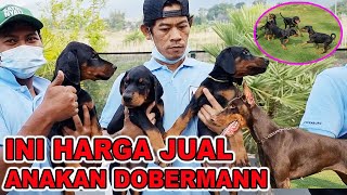 INI HARGA JUAL ANAKAN DOBERMANN DI FRANKENBURG KENNEL  THE BIGGEST DOBERMANN KENNEL IN THE WORLD [upl. by Barram]