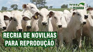 Recria de novilhas para reprodução [upl. by Ellmyer]