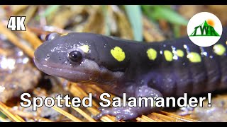 Spotted Salamanders Everything You Need To Know  4k [upl. by Retsam]