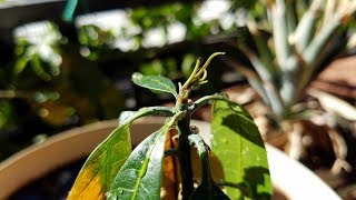 Growing Mango Trees from Seeds Days 52140 [upl. by Aruasor]