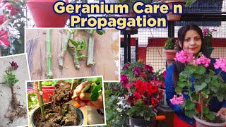 Geranium Care amp Propagation Geranium Care Tips  How to Propagate Geranium  How to Care Geranium [upl. by Parcel]