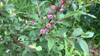 Blueberry Tour 13 Rabbiteye amp Southern Highbush Varieties What’s Ripening amp My 1 Favorite 2021 [upl. by Nirraj]