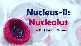 What is the structure of the nucleolus  Nuclear membrane  Nuclear organizer region  Functions [upl. by Orodisi]