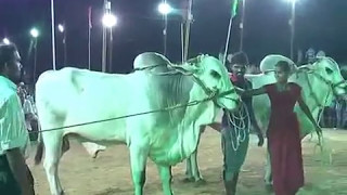 Women vs Ongole githa bullraceబరి లో గిత్తల ను పరుగులెత్తించిన మహిళఒంగోలు జాతి గిత్తల పోటీలు [upl. by Ecirtnas]