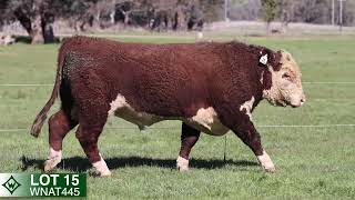 Lot 15 WNAT445 Wirruna Spring Sale 2024 [upl. by Gilli]