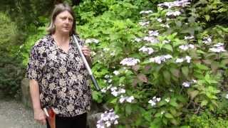 How to Prune Hydrangea  Instructional Video w Plant Amnesty [upl. by Oiuqise]