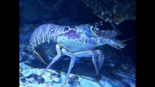 LOBSTERS  BLUEBLOODED CANNIBALS OF THE DEEP [upl. by Chandless]